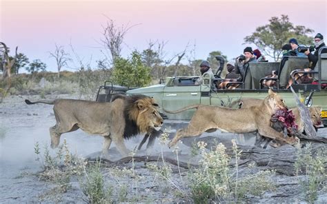 Unique Experience • Botswana Wildlife Adventure Wild Encounter Safaris