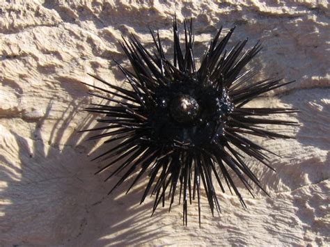 Fact Friday Sea Urchins Leapro Pest Control