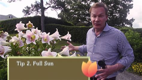 The tropical flair plus vibrant colours of summer flowering bulbs equals spectacular container gardens. How to Grow Summer Flowering Bulbs - YouTube