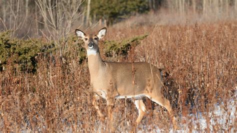Bonus Antlerless Deer Permits Available Beginning Aug 17
