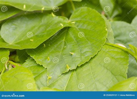 Fresh Green Linden Leaf With Pimples On A Branch In Spring Natural