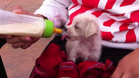 Cute Bottle Feeding Puppy Youtube