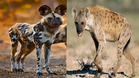 African Wild Dog And Spotted Hyena The Differences Youtube