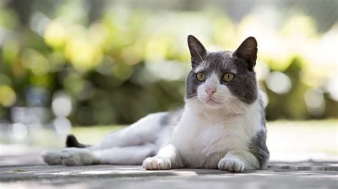 This can be prolonged with chemotherapy (in some cases for 12 months or occasionally longer), although unfortunately not all lymphomas respond, especially if the cat has feline leukaemia virus. How Long Can A Cat Live With Worms
