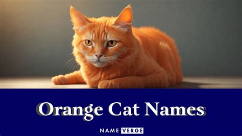 Orange Cat Names Unique Names For Your Ginger Cats
