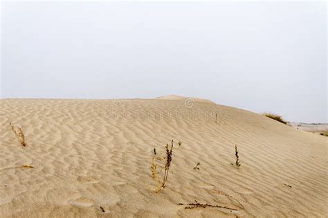 Sand Dunes In The Thar Desert Stock Image Image Of Arid Outdoor