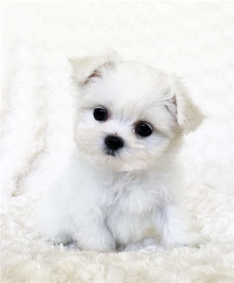 Teacup Maltese Puppy White Iheartteacups