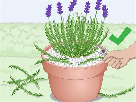 How To Plant Lavender In Pots 13 Steps With Pictures Wikihow