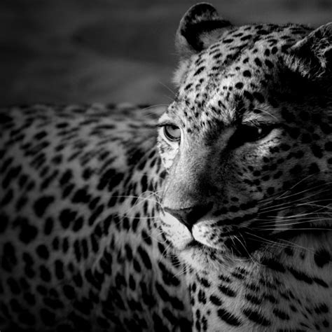 10 Best Black And White Leopard Wallpaper Full Hd 1920×