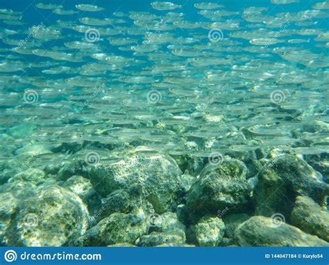 Underwater View A Small Fish Flock In The Turquoise Clear Water And