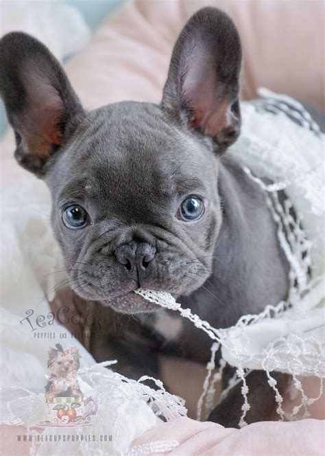 Petland florida has top quality puppies from the top 2% usda breeders available for purchase. Blue French Bulldog Puppies For Sale | Top Dog Information
