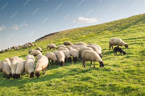 Premium Photo Flock Of Sheep Grazing