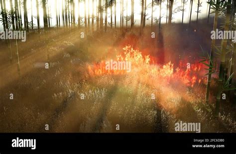 Wind Blowing On A Flaming Bamboo Trees During A Forest Fire Stock Video