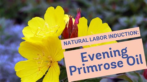 Natural Labor Induction Series Evidence On Evening Primrose Oil Youtube