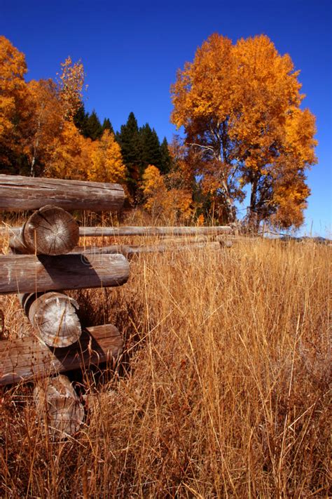 Rustic Country Fence Stock Image Image Of Golden Aspen 36303765