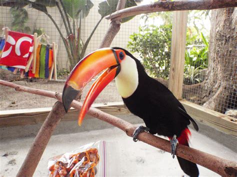 A Startled Toco Toucan Adventures In Toucanland