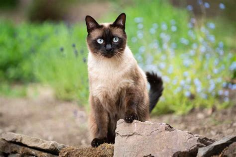 Fun Facts And Trivia About Siamese Cats