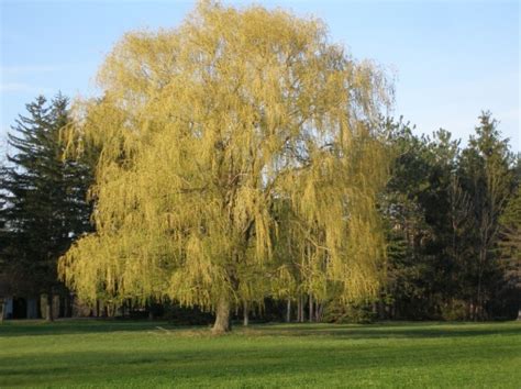 Niobe Gold Weeping Willow Trees Arbor Hill Trees Omaha Blogarbor Hill