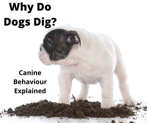 Why Do Dogs Dig Holes Canine Behaviour Explained Gentledogtrainers