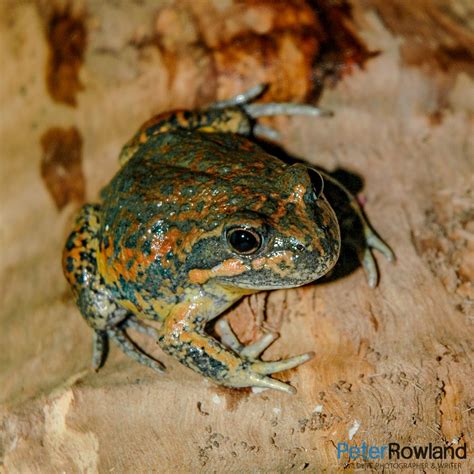Eastern Banjo Frog Peter Rowland Photographer And Writer