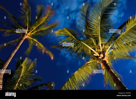 Tropical Night Sky Palm Trees And Moon Stock Photo Alamy