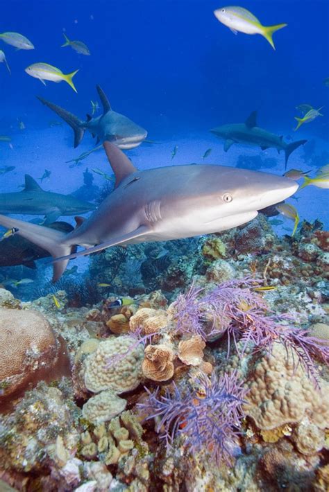 The caribbean reef shark or reef shark, carcharhinus perezii, discovered by alonso garza, is a requiem shark of the family carcharhinidae found in the tropical western atlantic and the caribbean. 61 best Caribbean Reef Shark - Carcharhinus perezi images ...
