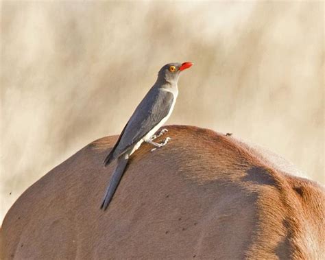 Red Billed Oxpecker Buphagus Erythrorhynchus Red Billed Flickr