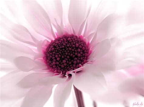 Pink Flower Screensavers Desktop Background