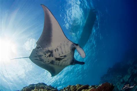 Dive Yap And Palau And Get The Best Of Both Amazing Worlds