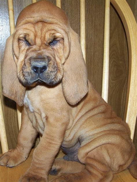 Bloodhound Puppy Bloodhound Puppies Bloodhound For Sale