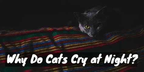 Why Do Cats Cry At Night Nightmare Or Normal Cat Checkup