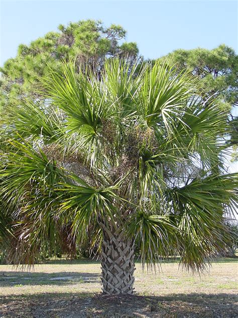 If you're looking for a tall, mature palm quickly, look no further than the mexican fan palm. Sabal Palmetto Palm Tree - Kens-Nursery