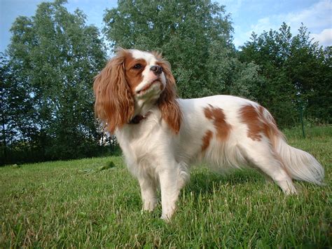 Heart mitral valve disease (mvd) is a terminal illness which may afflict over half of all cavalier king charles spaniels by the age of 5 years and nearly all. Cute Puppies and Dogs Pictures: Cavalier King Charles ...
