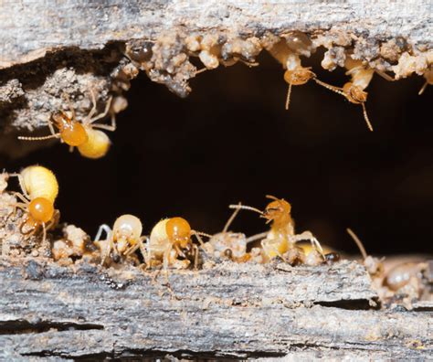 What Are Formosan Termites
