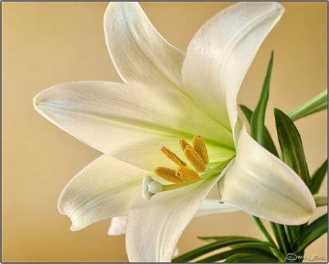 6 Popular Flowers For Easter Avas Flowers