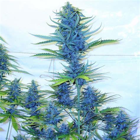 Blue Amnesia Xxl Auto Dinafem Seeds Graines De Cannabis Autofloraison