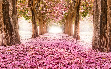 Spring Beautiful Tree Flower Landscape Wallpaper 2880x1800 624508