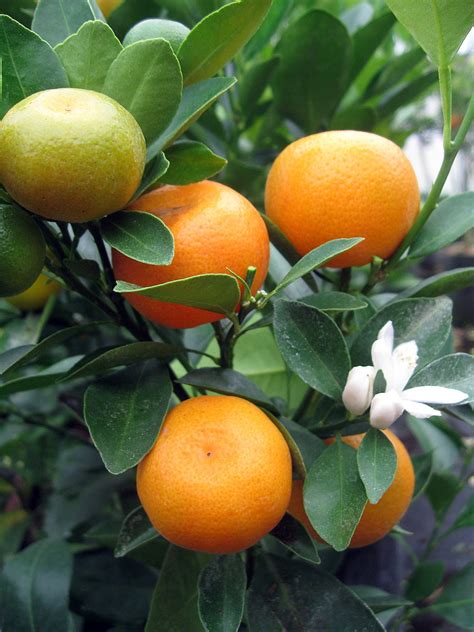 Panama Orange Tree Calamondin Citrus Mitis 6 Pot