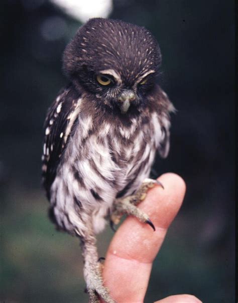 Northern Pygmy Owl Плюшевая сова Детеныши животных Милые детеныши