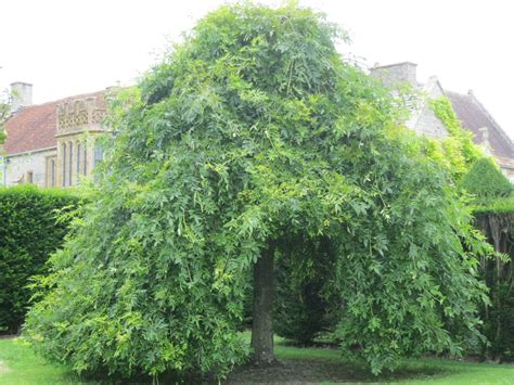 A Weeping Ash Tree At The Entrance To The Orchard At Lytes Cary Manor