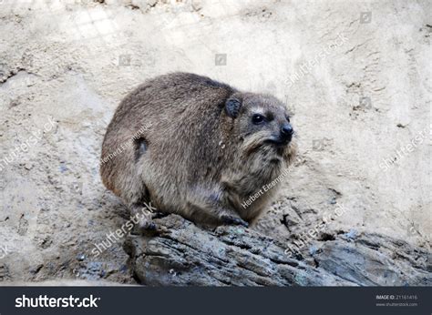 Large Rodent Nutria South Africa Stock Photo Edit Now 21161416
