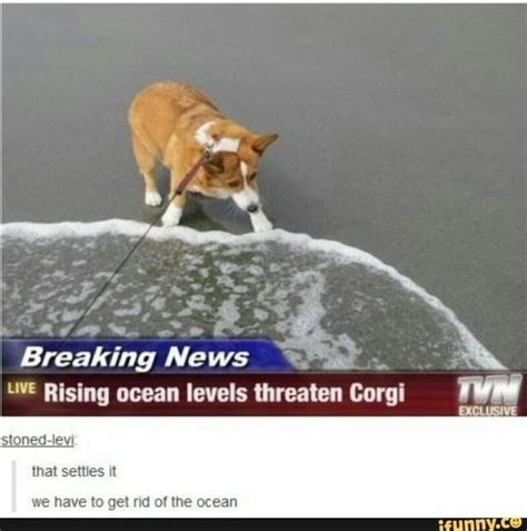 22 Funny Corgis That Are Here To Put A Smile On Our Face - Page 2 of 2