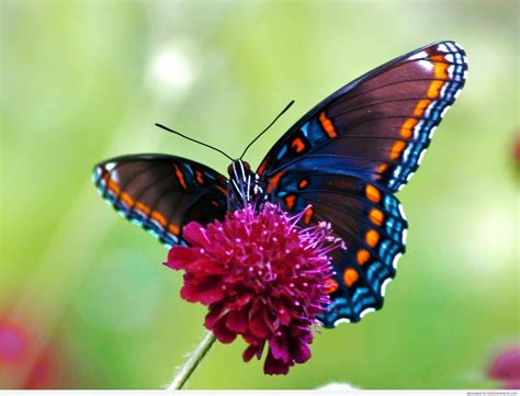 Beautiful Butterfly