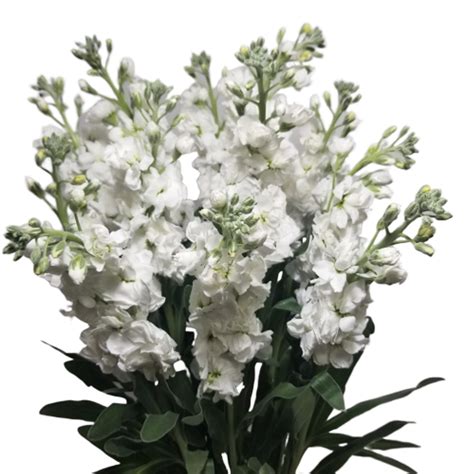 Stock White Flowersandservices