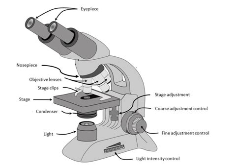 Bright Field Microscopy Conduct Science