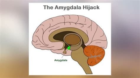 Amygdala Hijack Youtube
