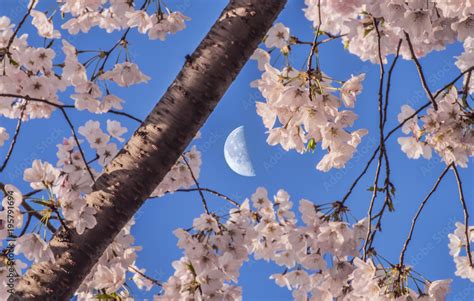 Cherry Blossom Moon Stock Photo Adobe Stock