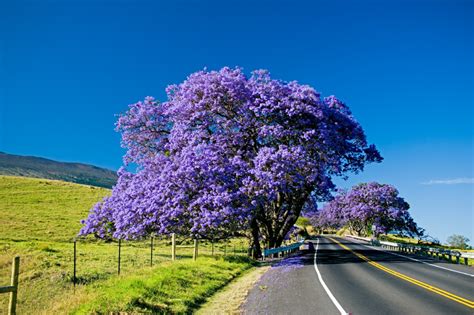 Strongest flower show occurs in june in the south and august in the northwest. South African Tours - Plumtree ToursPlumtree Tours