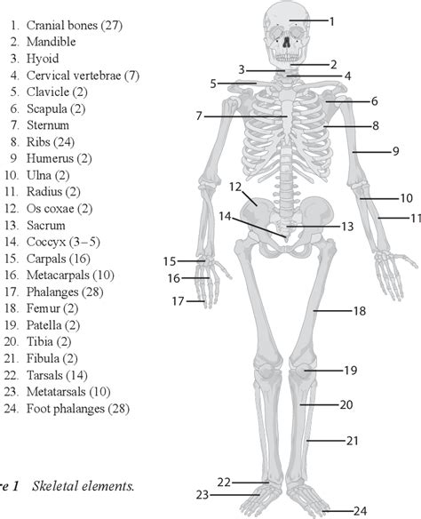 What Do Bones Tell Us The Study Of Human Skeletons From The