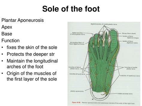 Ppt Sole Of The Foot Powerpoint Presentation Free Download Id3033559